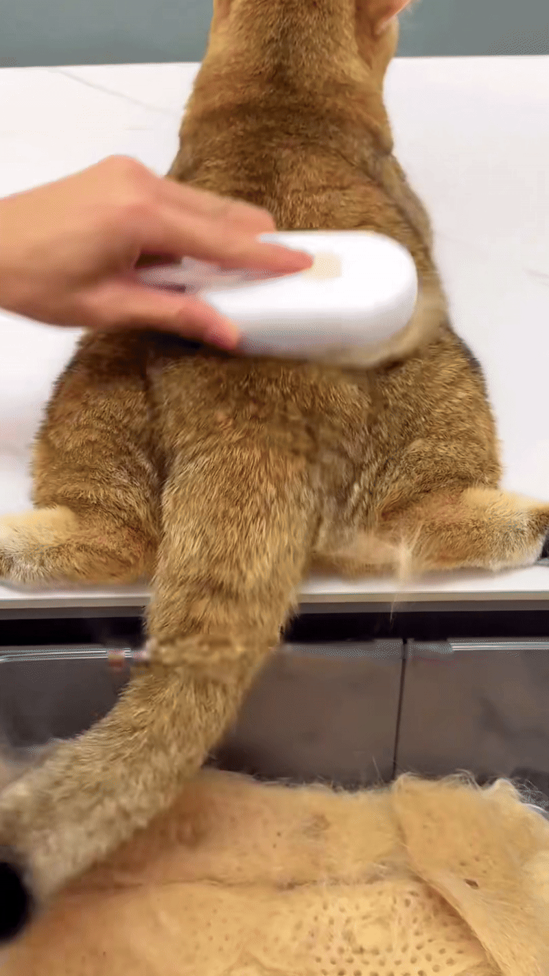PET CLEAN PRO